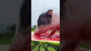 Tiktok Animals Doing Things | funny animal videos 2021🐶🐶