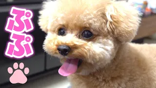 ぷぷと遊ぼう🐶