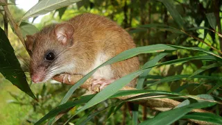 Great American Biotic Interchange | Wikipedia audio article