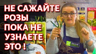 Как посадить розу весной. Суперспособ! Как правильно сажать розы.