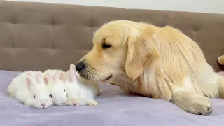 Golden Retriever Meets Adorable Baby Bunnies for the First Time