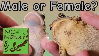 What's my Toad's Gender? (Sexing Toads) | NCNN