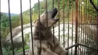 смешной мишка Funny Bear