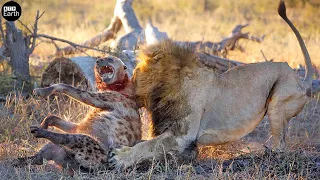 Lion Attack and Eat Hyena - Animal Fighting | ATP Earth