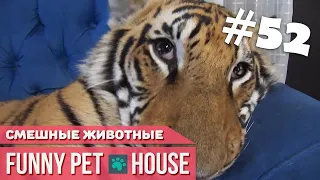 СМЕШНЫЕ ЖИВОТНЫЕ И ПИТОМЦЫ #52 АПРЕЛЬ 2019 [Funny Pet House] Смешные животные