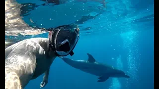 Abu Dabbab Marsa Alam DOLPHINS/DUGONG/SHARK/TURTLES