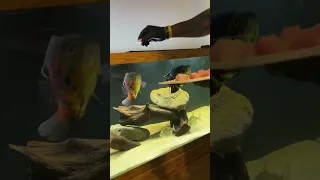 Oscar Fish feeding Talapia!!