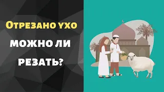 Какое животное нельзя резать на Курбан Байрам? Ид аль адха - правила жертвоприношения.