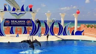 Sealanya Sea Park & Dolpinpark 2021. Шоу дельфинов!  Выступление моржа, морских котиков! Тюрклер!