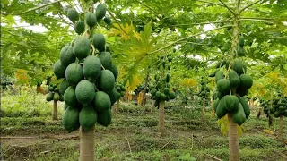 My Fruit Garden Visit  | Enjoy my Papaya Plants | How To Make Papaya Shake Recipe By Rukhma Naveed