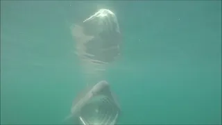 Youghal basking sharks 2 may 2022
