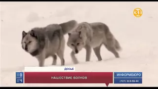 В ВКО поймали полутораметрового волка