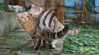 Cats go out for the first time [SURI&NOEL CAT's STORY]