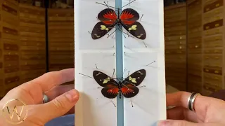 How to naturalize an Heliconius butterfly