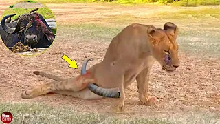 20 Painful Moments! Injured Lion Fights with Prey,Hunter Fails Before Ferocious Prey