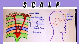 Scalp : Scalp Anatomy | Layers Of Scalp | Extent of the scalp|