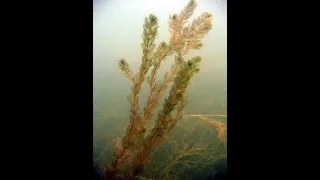 Boardwalk Talk:  Submerged Aquatic Vegetation of the Mobile Tensaw Delta