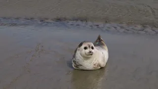 Adorable Harp Seal Scurries Back to Water