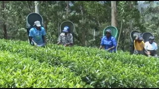 Selective Tea Harvester