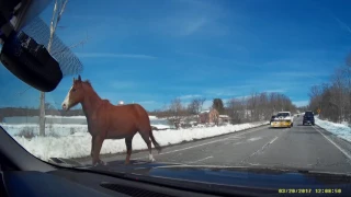 Loose horses on highway, in upstate New York