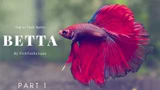 TOP 10 BETTA TANK MATES PART 1