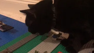 Cat Destroys LEGO City!