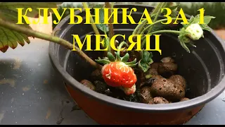 Клубника на гидропонике за 1 месяц и 1 неделю!!!