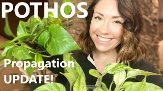 Propagating Pothos | Soil vs Water Propagation UPDATE!