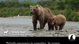 Grizzly Bear | ESA @ 50