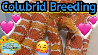 Snake Breeding 2024 (Cornsnakes)