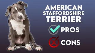 American Staffordshire Terrier The Pros & Cons