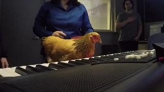 Jokgu The Chicken Plays The Piano In Studio