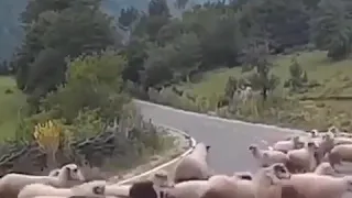 Shepherd - is a DANGEROUS profession