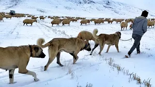 PEYGAMBER MESLEĞİ, KIŞ ŞARTLARI. HELAL EKMEK ZOR EMEKLER | BELGESEL