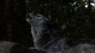 Fifty Wolves Howl to the Night