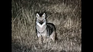 S2E3 "COYOTE VOCALS" Must watch for the beginning coyote hunter