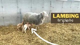 Lambing Triplets