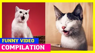 СМЕШНЫЕ КОТЫ 2022 ЛУЧШЕЕ 7 МИНУТ ЗА ДЕКАБРЬ / FUNNY CATS 2022 BEST 7 MINUTES FOR DECEMBER.