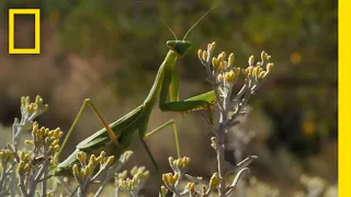 Yosemite's Strangest Love Story | America's National Parks | National Geographic