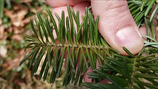 How to Identify Fir Trees