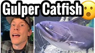 Gulper Catfish Care is CRAZY