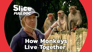 What Can We Learn from Ape Societies ? | FULL DOCUMENTARY
