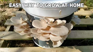 Grow Mushrooms at Home [No Grain Spawn]