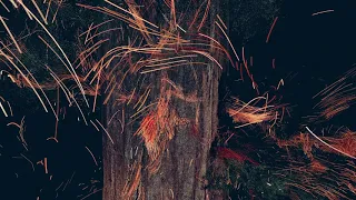 Treehugger Trailer