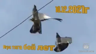 г Самарканд 10.12.2021г от Муруфа #tauben #pigeons