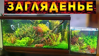 Красивейшие домашние аквариумы травники со скаляриями Романа из Одессы!