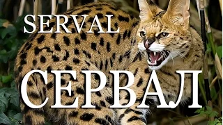 Сервал — Serval