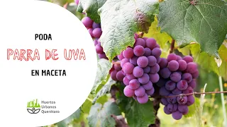 PODA de parra de UVA en MACETA🍇✂️