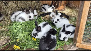 РАЗВЕДЕНИЕ КРОЛИКОВ🐇🐰🐰🐇🐰