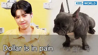 Dollar is in pain [Dogs are incredible : EP.135-5] | KBS WORLD TV 220816